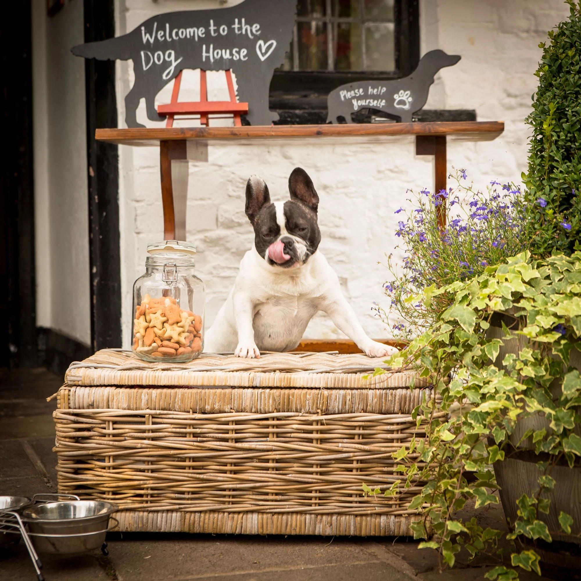 Dog waiting for treats at The Greyhound Inn